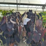 Kolokázia jedlá (Colocasia esculenta) ´ALOHA´ - výška 80-90 cm, kont. C15L